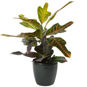 Croton Excellent  + Cubremaceta Antracita